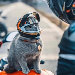 KEDİ KASKI